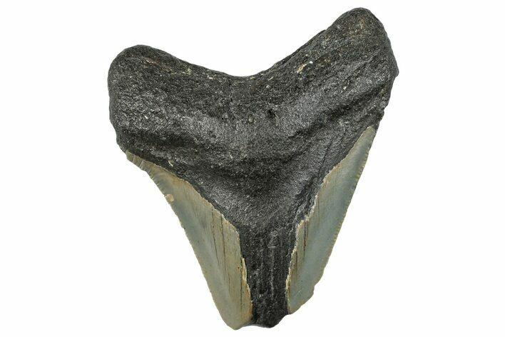 Bargain, Fossil Megalodon Tooth - Serrated Blade #295434